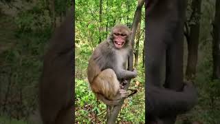 funny monkey 🐒 #shorts #funnymoments #العربية #short_video