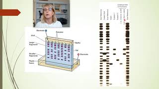 How to read DNA fingerprints and paternity tests