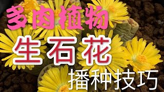 多肉植物｜生石花播種技巧｜妳在家也可以播種 ｜上海播種時間｜如有不了解請留言給我