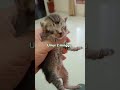 Perbedaan Umur 2 Minggu dan 3 Minggu #shortvideo #cat #kitten #subscribe #cute #shorts #short #funny