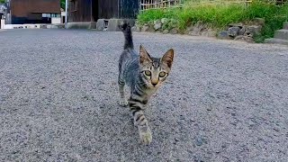 道端で出会った子猫を撫でると喜んで付いてくるようになった