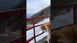 ☃️雪の📮富士見町赤城山🚠鳥居峠を🐾散策する🐕花ちゃん🐕雪ちゃん🧑‍🦯強風🌬️の為か？🤔地表が出てました🤗遠くに雪のない🏙️前橋市内が👀見えました🤗