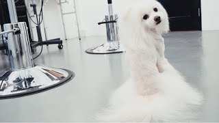 ハーブパックとトリミングの様子【ドッグサロンV.I.D.表参道】Poodle Grooming