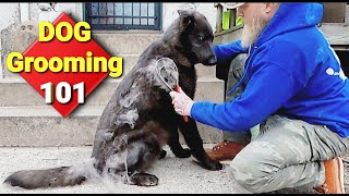 Deshedding My Double Coated Dog - How I Do It