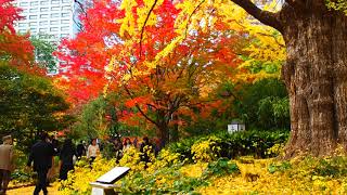 秋の紅葉散歩　日比谷公園　2018.11.29　Hibiya Park