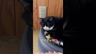 ねこ猫×8 今朝のなかよし兄妹😊#ねこ #ねこのいる生活 #ねこ動画 #ねこ部 #ねこのいる暮らし #ねこ好き #ねこのきもち #ね#保護猫