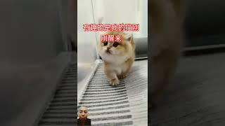 刚睡醒立马要求玩 #英短矮脚猫 #猫咪的迷惑行为 #shorts