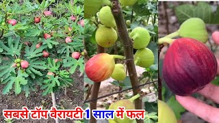 अंजीर के 1 साल के पेड़ पर इतने फल। अंजीर की खेती कैसे करें। fig farming in India ||