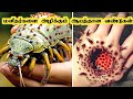 வித்தியாசமான மீன்கள் || Dangerous fish in the world _ Tamil Facts_fact force