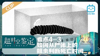 如何从尸体上的蛆虫判断死亡时间 《超时空鉴定》 看点 | 哔哩哔哩纪录片 【哔哩哔哩精选 Bilibili Variety】