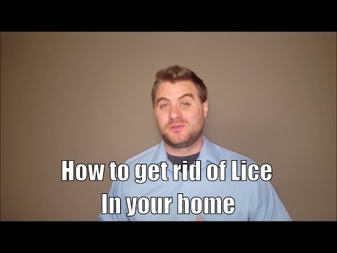 How To Get Rid Of Lice In Your Home How To Get Rid Of Lice In Your Home