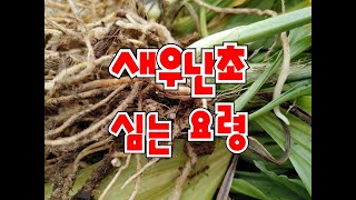 새우난초 심는 방법