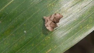 コウゾハマキモドキ Choreutis hyligenes の飛翔