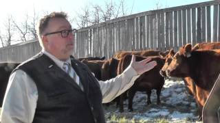 ACTV Episode 15 - Angus Cow Enrollment Program