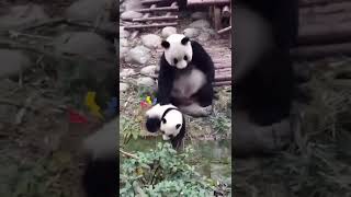 Funny Panda Mom🥰