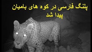 ثبت و شناسایی پلنگ فارسی در کوه های بامیان/  Persian Leopard In Bamyan