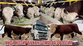 Худи ҳозир букаҳои гушти омад 14 октября 2024 г.