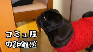 コミュ障犬黒パグとコミュ障親族のソーシャルディスタンス!! A sense of distance of a black pug who is not good at communication!!