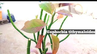 Euphorbia tithymaloides Plant ☘️ #floweringplants #ytstudio #bestvideo #plantscare  @Plantlife_40