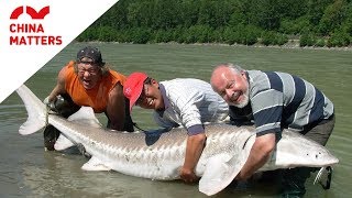 Do you know the oldest Chinese sturgeon?