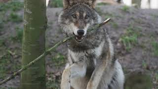 Awesome Wolf 🐺 4K Video | No Copyright Video | 4K Animal Videos