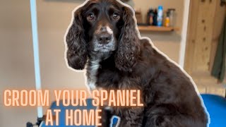 How to groom your spaniel at home (with clippers)