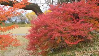 紅葉・岐阜加納城　#岐阜 #紅葉 #お城