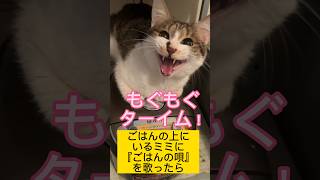 ごはん(炊飯器)の上にいる猫にごはんの唄を歌ったら#shorts