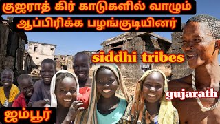 குஜராத் கிர் காடுகளில் வாழும் ஆப்பிரிக்க பழங்குடியினர்|indo-african siddhi tribes in gujarath|jambur