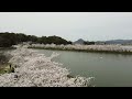 亀鶴公園の桜