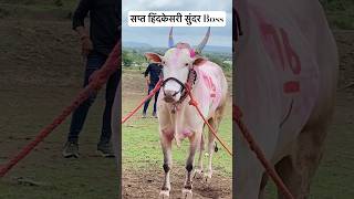 सप्त हिंदकेसरी सुंदर Boss #viral #viralvideo #हिंदकेसरी #सुंदर #boss #बैलगाडा #नाद_एकच_बैलगाडा_शर्यत