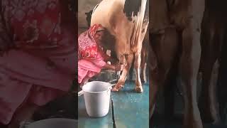 ਪੰਜਾਬ ਵੱਸਦਾ ਰਹੇ ਮੇਰਾ #subscribe #like #dairyfarmers #milking #punjab #viralvideo #ytshorts