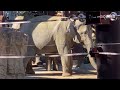 スーリヤさんとお鼻ひっぱりっこでパオン🐘鳴いたらママが心配して来たよ♪ 赤ちゃん象アルンくん