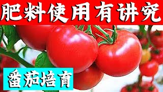 农民种番茄，别再用这种肥料了，不但不高产还减产【付老师种植团队官方频道】