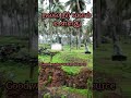 தென்னை தோப்பு டன் விவசாய நிலம் விற்பனைக்கு பொள்ளாச்சி coconut farm with agriculture land sale