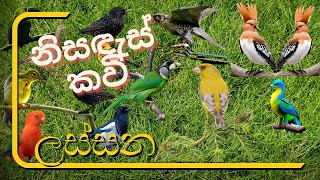 ඇයි අද මේ කලබලෙන්- කුරුළු ලෝකෙ සුරතලුන් - නිසඳස් කවි /Sinhala Nisadas