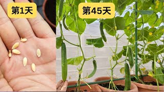 在阳台种黄瓜,45 天内收获!