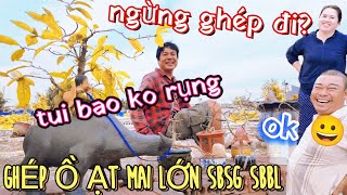 Phương Bình tạm ngưng ghép SBBL hàng loạt nụ Út Sửa Mai lên tiếng đã test bao k rụng nụ vì lý do này