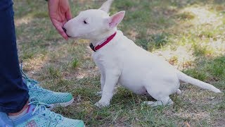 Bull Terrier TV - Ebtanoda II. rész - Ültetés és fektetés