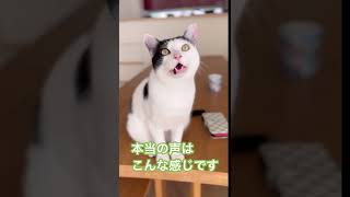 ウルンになかやまきんにくんの声入れてみたら、あんまり違和感なかった🫢w #shorts #保護猫