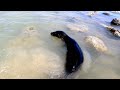 Sea lion hunting in swimming area catches a fish in Galapagos Islands