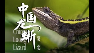 【Chinese Loong Lizard】The World's First Diploderma Documentary Film SE01 Part 1 【中国龙蜥】壹（EN/DE/CN）