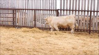 Lot 56 - Cattle Lac Charolais 21H