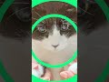 両手でほっぺを押さえるとくりんちゃんも可愛くなりました♡ shorts cat かわいい猫動画