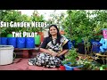 Sri Garden Needs- The Pilot