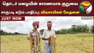 திருவாரூர் : தொடர் மழையின் காரணமாக குறுவை சாகுபடி கடும் பாதிப்பு: விவசாயிகள் வேதனை | Kuruvai