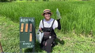 21st Century Unmanned Greengrocer! (Kitasaga, Kyoto) / 無人野菜販売所 (京都 北嵯峨)