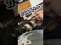 いじられても起きない子犬【チワワ】 puppy that won t wake up when touched