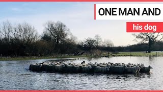 Sheepdogs swim through flood water to round up 80 sheep in danger of drowning | SWNS TV