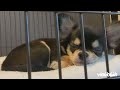 ロングコートチワワ ブラックタン／子犬の飼い方育て方／室内犬 初めて飼う／チワワ お散歩嫌い 歩かない！散歩が大好きな犬！ペットおもしろ動画／ペット 大変なこと／可愛いチワワの映像／暴れん坊 大吉